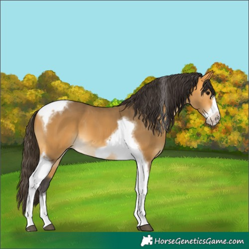 Horse Color:Buckskin Tobiano Frame 