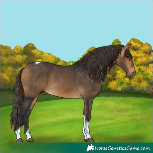 Horse Color:Buckskin Tobiano 