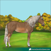 Horse Color:Chocolate Palomino Tobiano 