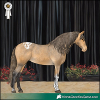 Horse Color:Buckskin Tobiano Appaloosa