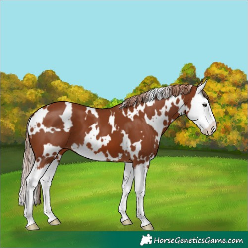 Horse Color:White Spotted Chestnut Splash