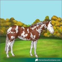Horse Color:White Spotted Chestnut Splash 
