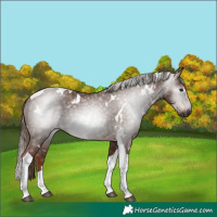 Horse Color:Gray White Spotted Chestnut Tobiano Rabicano
