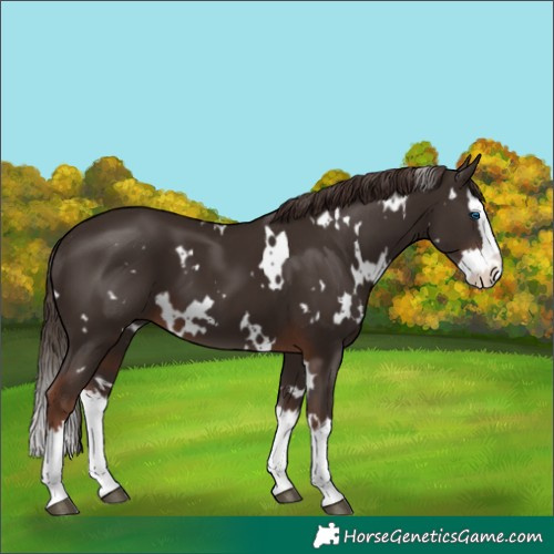 Horse Color:White Spotted Liver Chestnut Splash 