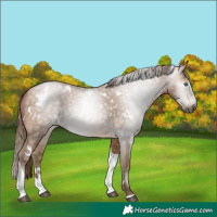 Horse Color:Gray White Spotted Buckskin Pearl Tobiano Rabicano 