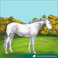 Horse Color:Gray White Spotted Black Splash Tobiano Rabicano 