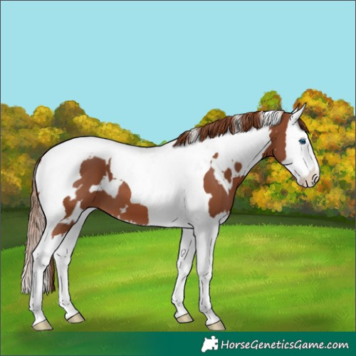 Horse Color:White Spotted Chestnut Splash Tobiano 