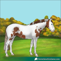 Horse Color:White Spotted Chestnut Splash Tobiano