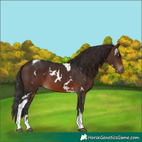 Horse Color:White Spotted Brown Tobiano Rabicano 