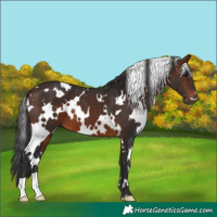 Horse Color:White Spotted Brown 