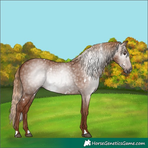 Horse Color:Gray White Spotted Chestnut 