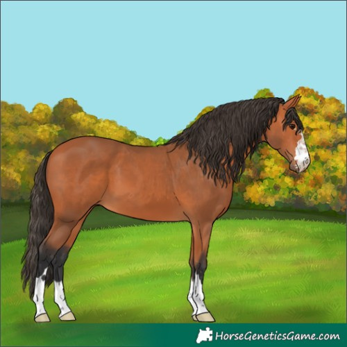 Horse Color:Bay 