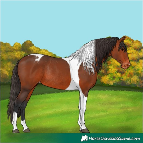 Horse Color:Bay Tobiano Appaloosa Rabicano 