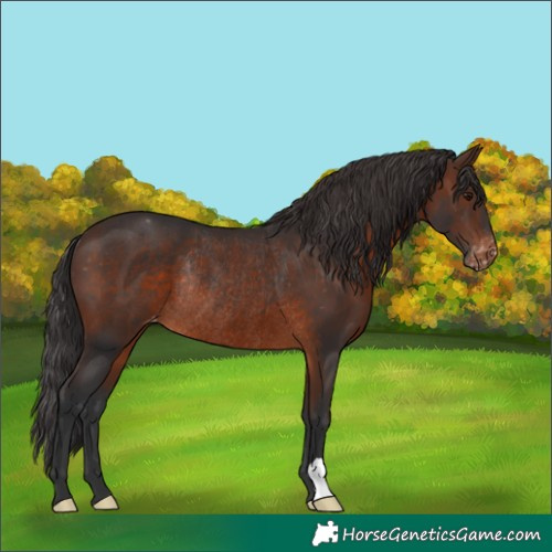 Horse Color:Brown Appaloosa Rabicano 
