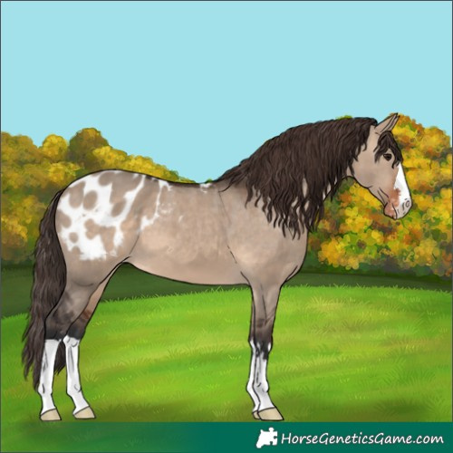 Horse Color:Brown Dun Appaloosa 