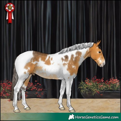 Horse Color:White Spotted Buckskin Tobiano 