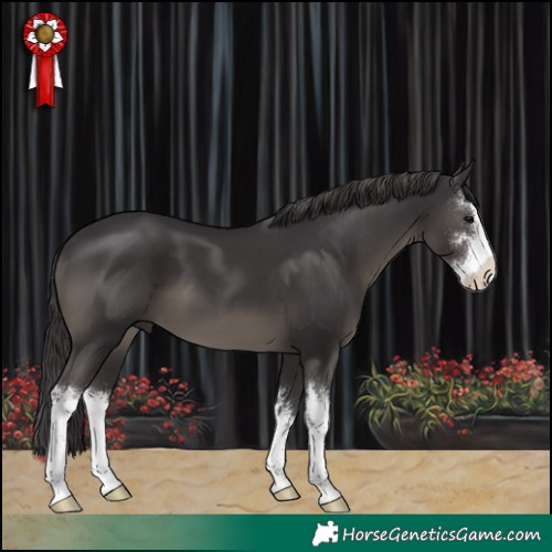 Horse Color:White Spotted Smoky Black 