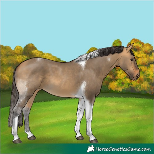 Horse Color:Buckskin Dun Tobiano