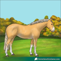 Horse Color:White Spotted Palomino 
