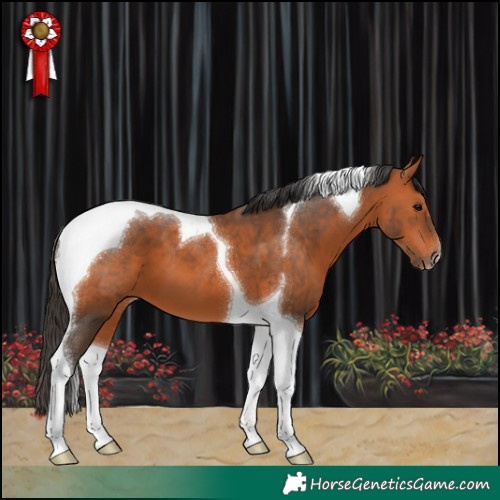 Horse Color:Bay Tobiano 