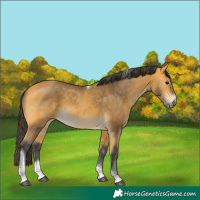 Horse Color:Buckskin Tobiano