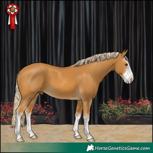 Horse Color:White Spotted Palomino 