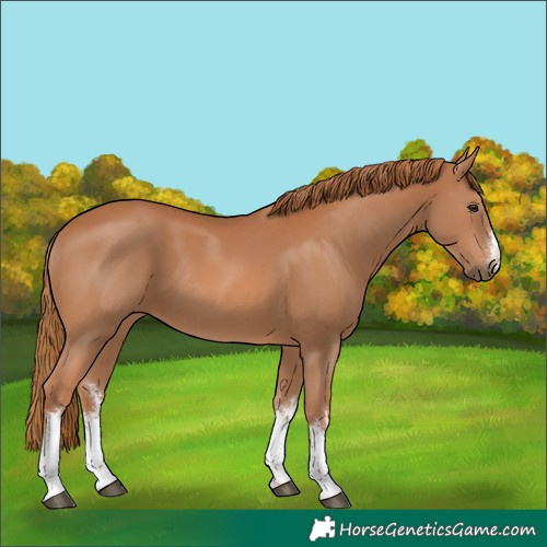 Horse Color:White Spotted Chestnut 
