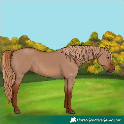 Horse Color:Red Dun 