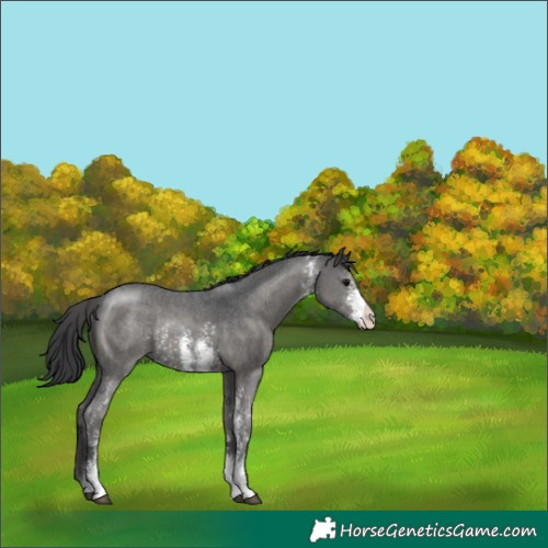 Horse Color:Black Sabino Rabicano 