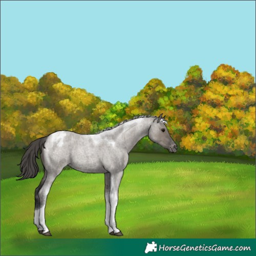 Horse Color:Grullo Roan Tobiano Appaloosa 