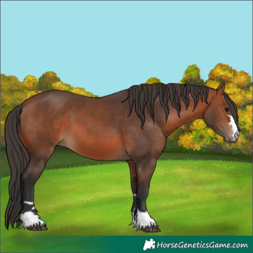 Horse Color:Bay 