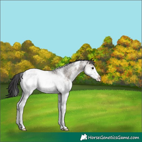 Horse Color:White Spotted Brown Dun Tobiano Appaloosa Rabicano 