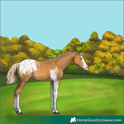 Horse Color:Palomino Splash Tobiano Blanket Rabicano