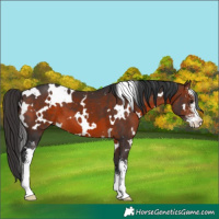 Horse Color:White Spotted Brown Sabino 
