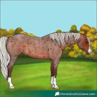 Horse Color:Silver Bay Roan 