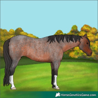 Horse Color:Brown Roan