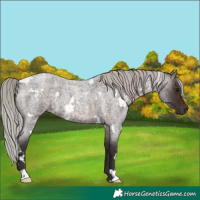 Horse Color:White Spotted Silver Brown Roan 