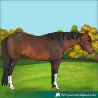 Horse Color:Bay 