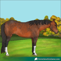 Horse Color:Bay 