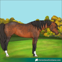 Horse Color:Bay 