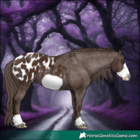 Horse Color:Liver Chestnut Frame Appaloosa 
