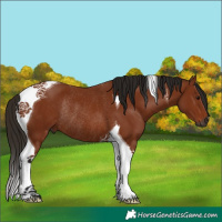 Horse Color:Gray Bay Tobiano Rabicano