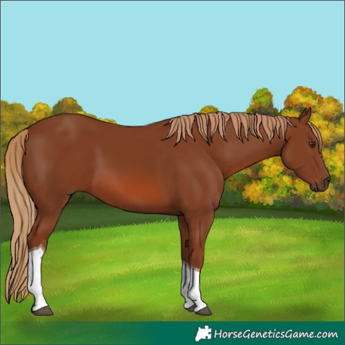 Horse Color:Chestnut Tobiano