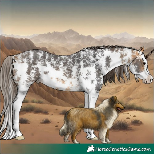 Horse Color:Buckskin Sabino Splash Appaloosa