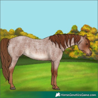 Horse Color:Red Roan 