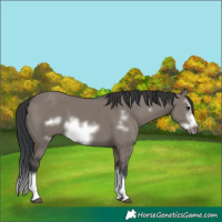 Horse Color:Unknown 