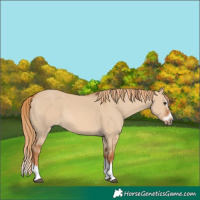 Horse Color:Unknown 
