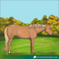 Horse Color:Unknown 