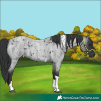 Horse Color:Blue Roan Tobiano 