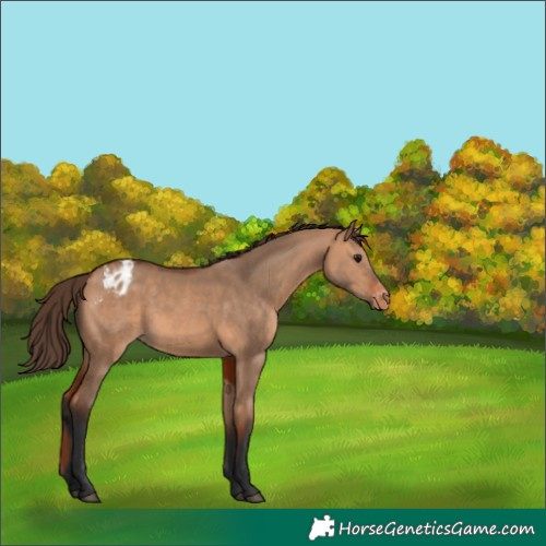 Horse Color:Bay Dun Appaloosa